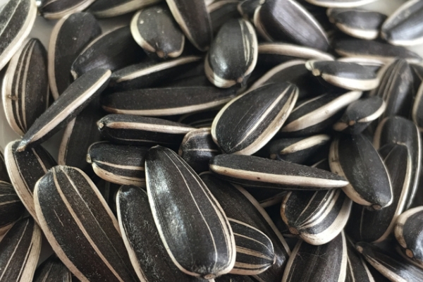 葵花籽有毒嗎 看你怎么想 葵花籽有毒嗎 看你怎么想