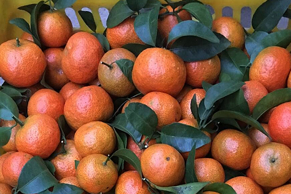 砂糖橘大的好還是小的好 大的果肉會(huì)帶渣 砂糖橘大的好還是小的好 大的果肉會(huì)帶渣