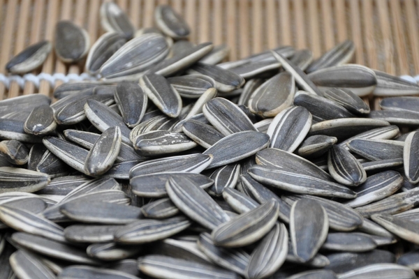 葵花籽怎么弄下來？葵花籽怎么脫粒