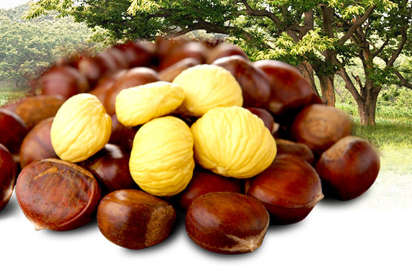 板栗沒有毛能吃嗎 陳年板栗不要買 板栗沒有毛能吃嗎 陳年板栗不要買