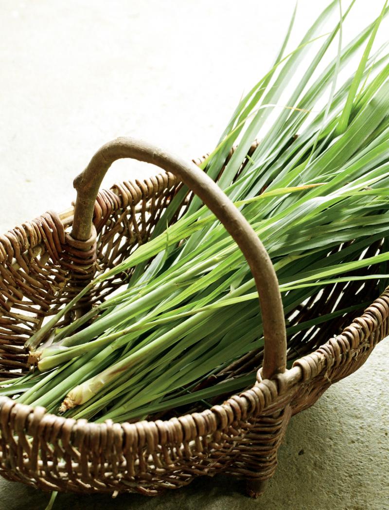 檸檬草如何種植 檸檬草怎么種植 檸檬草如何種植 檸檬草怎么種植