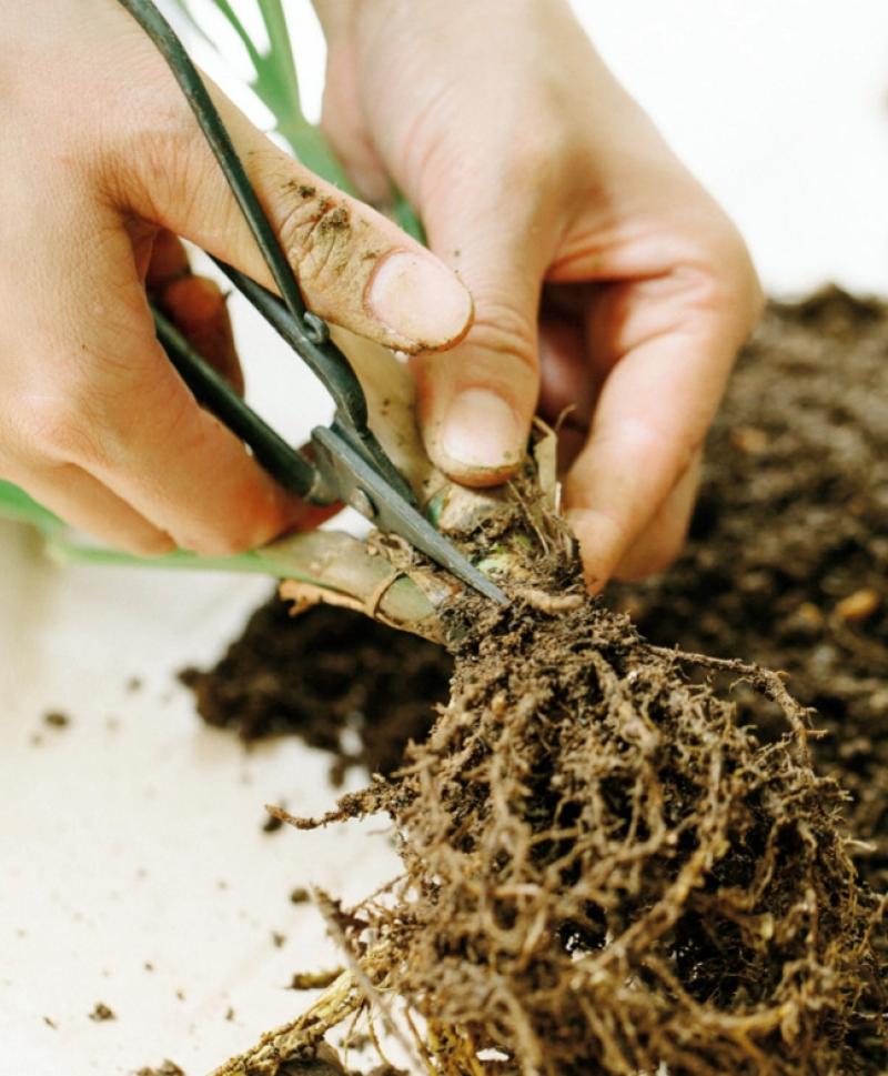 檸檬草如何種植 檸檬草怎么種植 檸檬草如何種植 檸檬草怎么種植