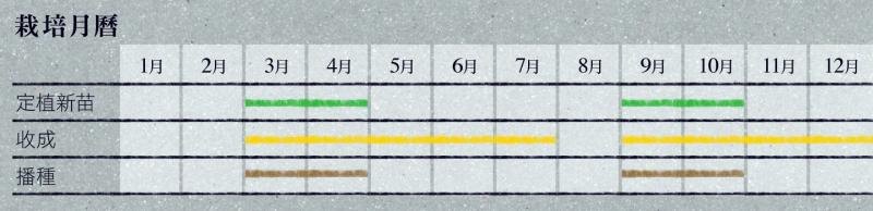蒔蘿怎么種 北歐料理的靈魂 蒔蘿怎么種 北歐料理的靈魂