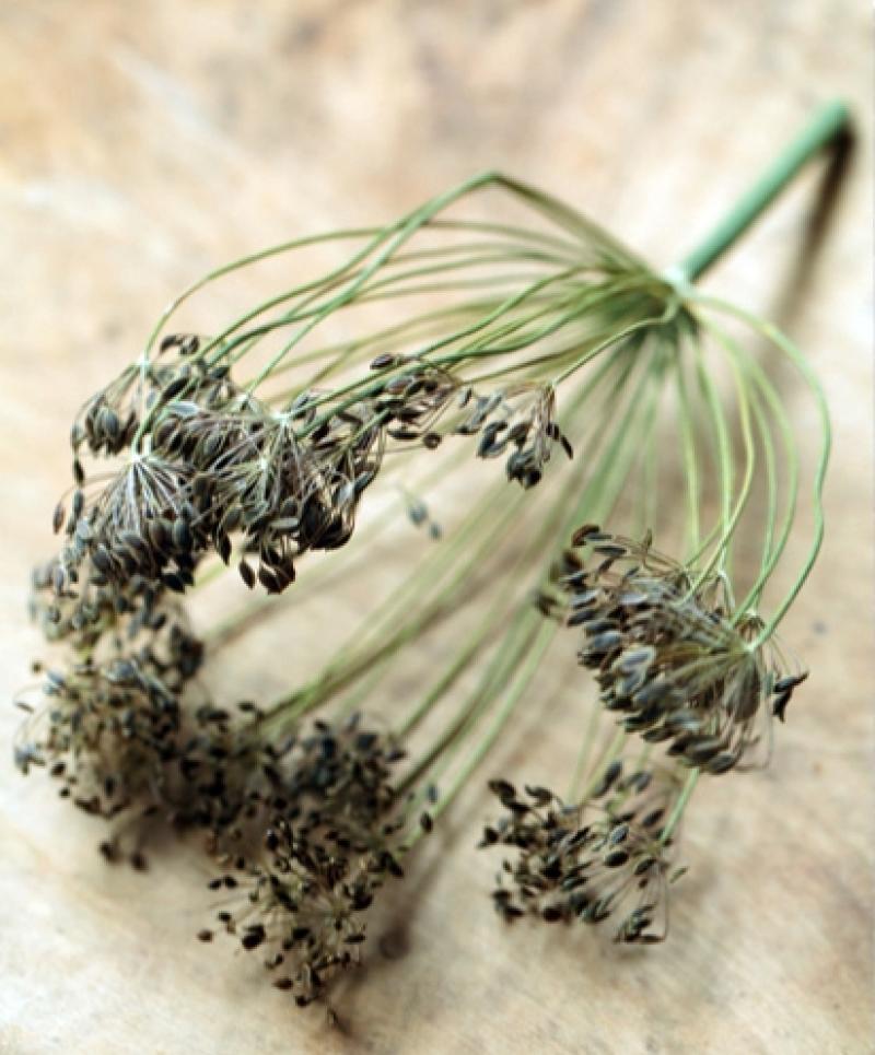 蒔蘿怎么種 北歐料理的靈魂 蒔蘿怎么種 北歐料理的靈魂