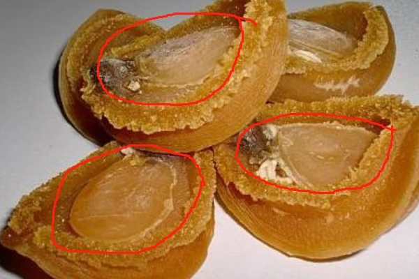 鮑魚(yú)與石鱉的區(qū)別 鮑魚(yú)與石鱉對(duì)比圖 鮑魚(yú)與石鱉的區(qū)別 鮑魚(yú)與石鱉對(duì)比圖