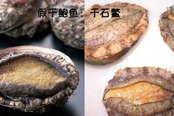 鮑魚(yú)與石鱉的區(qū)別 鮑魚(yú)與石鱉對(duì)比圖 鮑魚(yú)與石鱉的區(qū)別 鮑魚(yú)與石鱉對(duì)比圖