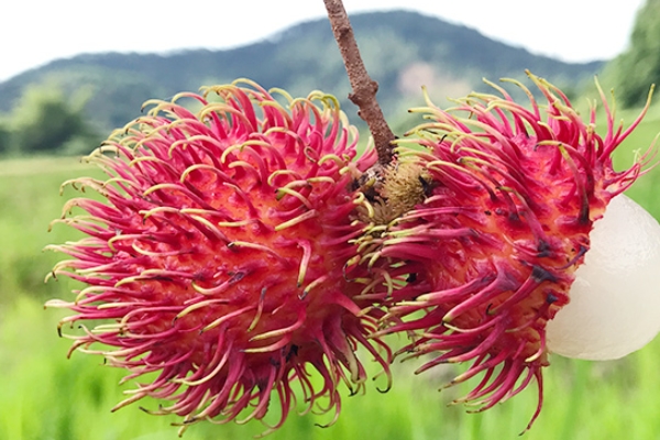 紅毛丹為什么比荔枝貴 居然是這樣 紅毛丹為什么比荔枝貴 居然是這樣