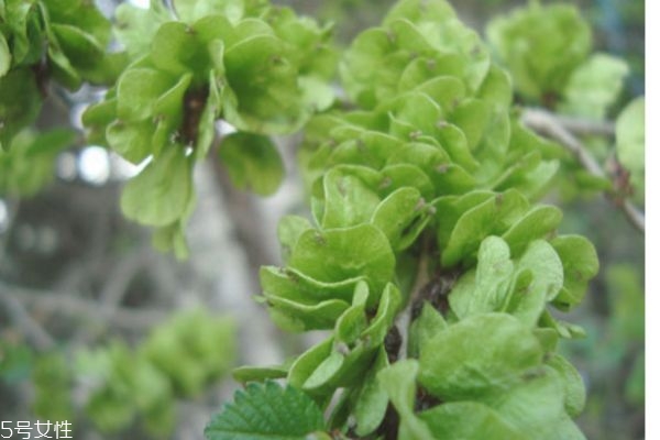 榆錢怎么炒著吃 榆錢的功效與作用禁忌 榆錢怎么炒著吃 榆錢的功效與作用禁忌