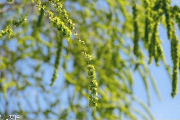 榆錢好吃嗎 榆錢什么季節(jié)有 榆錢好吃嗎 榆錢什么季節(jié)有