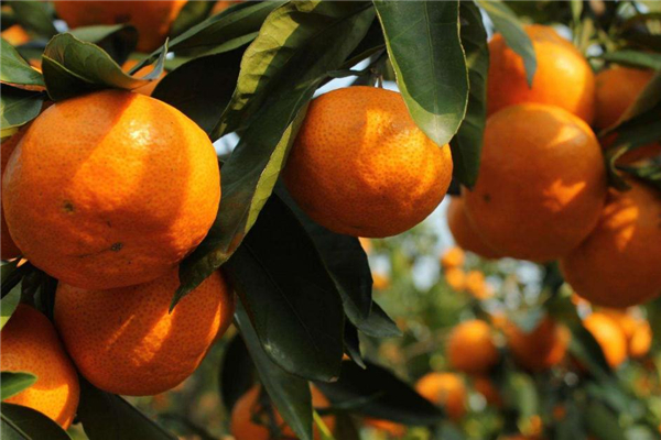 椪柑是熱性還是涼性 不用擔(dān)心上火 椪柑是熱性還是涼性 不用擔(dān)心上火