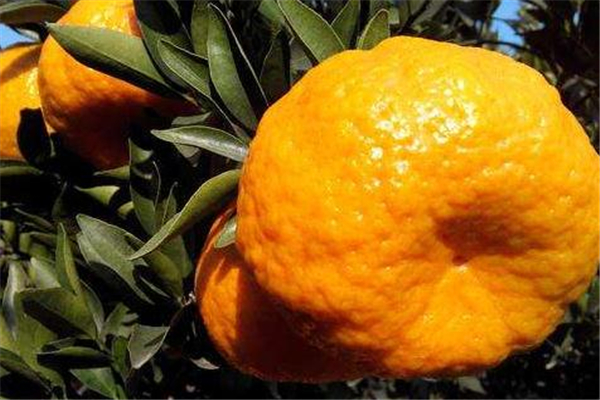 椪柑可以放冰箱嗎 這樣保存更好 椪柑可以放冰箱嗎 這樣保存更好