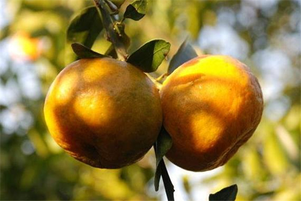 椪柑可以放冰箱嗎 這樣保存更好 椪柑可以放冰箱嗎 這樣保存更好