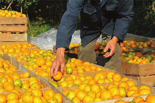 椪柑減肥可以吃嗎 有助于減肥 椪柑減肥可以吃嗎 有助于減肥