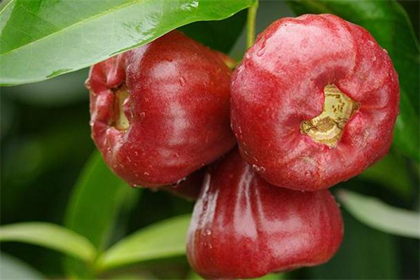 蓮霧有點澀怎么辦 先找準(zhǔn)原因 蓮霧有點澀怎么辦 先找準(zhǔn)原因