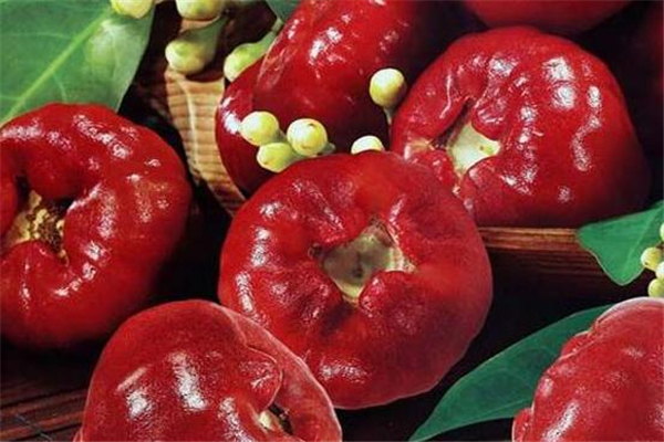 蓮霧可以降血糖嗎 沒有這個(gè)作用