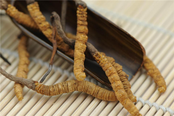 冬蟲夏草可以放冰箱嗎 注意密封 冬蟲夏草可以放冰箱嗎 注意密封