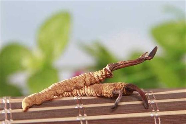 冬蟲夏草可以放冰箱嗎 注意密封 冬蟲夏草可以放冰箱嗎 注意密封