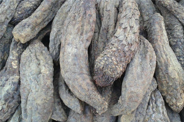 肉蓯蓉可以長期服用嗎 用量要控制 肉蓯蓉可以長期服用嗎 用量要控制