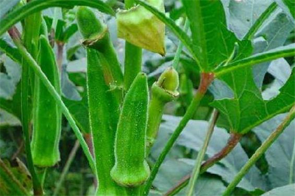 黃秋葵能壯陽(yáng)嗎 有一定效果 黃秋葵能壯陽(yáng)嗎 有一定效果