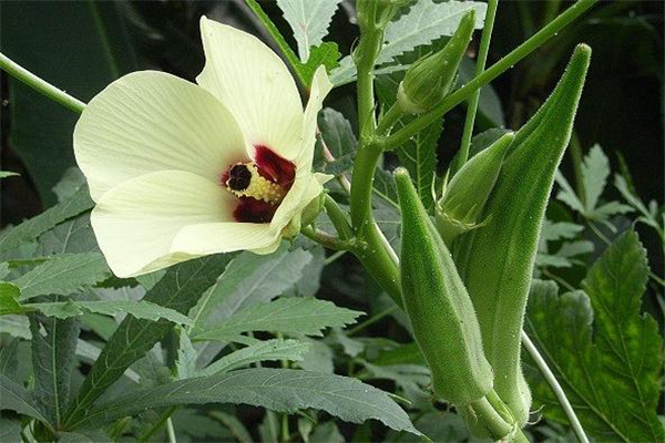 黃秋葵能壯陽(yáng)嗎 有一定效果 黃秋葵能壯陽(yáng)嗎 有一定效果