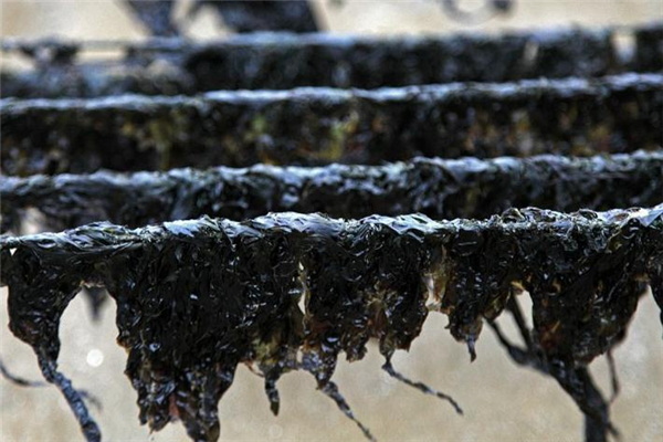 紫菜吃多了有什么壞處 對脾胃不好 紫菜吃多了有什么壞處 對脾胃不好