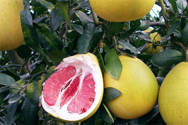 葡萄柚可以止咳嗎 有這個作用