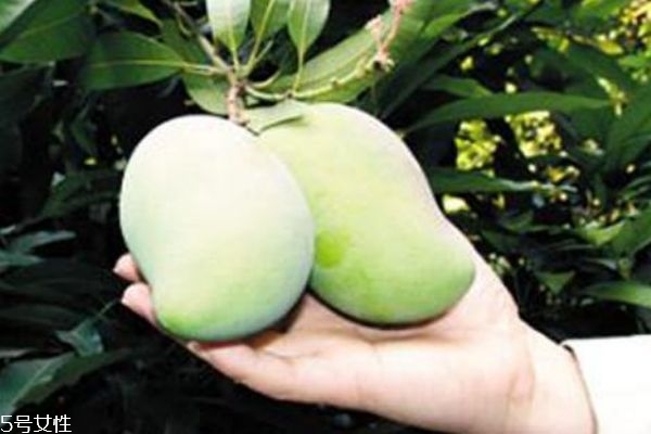 生芒果怎么吃最好吃 這樣吃最好吃 生芒果怎么吃最好吃 這樣吃最好吃