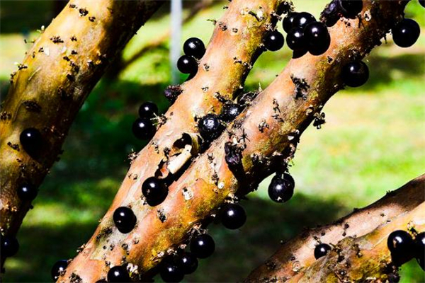 樹葡萄為什么這么貴 運輸很困難 樹葡萄為什么這么貴 運輸很困難