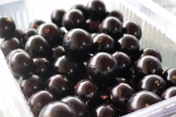 樹葡萄為什么這么貴 運輸很困難 樹葡萄為什么這么貴 運輸很困難