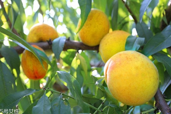 寶寶可以吃黃桃嗎 寶寶怎么吃黃桃比較好 寶寶可以吃黃桃嗎 寶寶怎么吃黃桃比較好