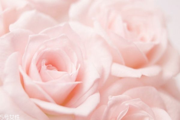 橄欖油面膜怎么做 橄欖油面膜作用 橄欖油面膜怎么做 橄欖油面膜作用