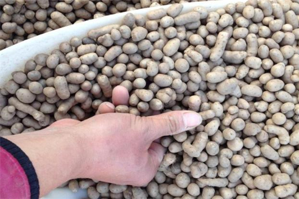 山藥豆可以曬干吃嗎 口感不太好