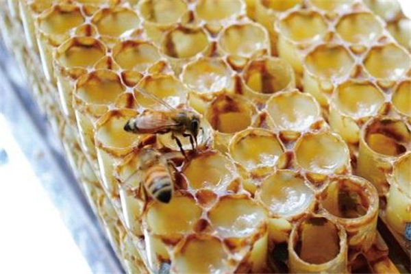 蜂王漿可以減肥嗎 要注意適量 蜂王漿可以減肥嗎 要注意適量