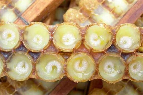 月經(jīng)期可以吃蜂王漿嗎 適量食用有好處 月經(jīng)期可以吃蜂王漿嗎 適量食用有好處