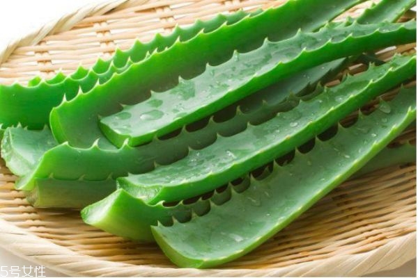 蘆薈膠怎么使用方法 蘆薈膠的功效與作用 蘆薈膠怎么使用方法 蘆薈膠的功效與作用