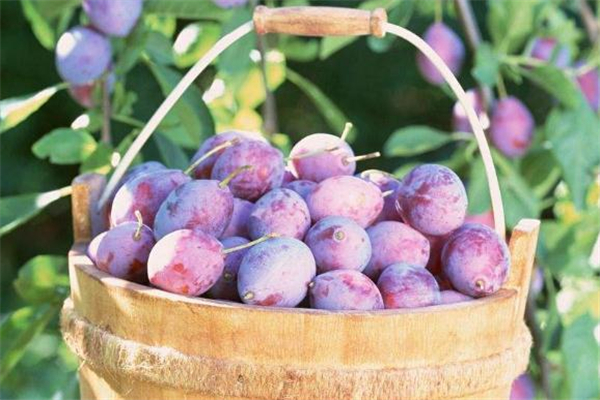 西梅和牛油果能一起吃嗎 讓口感更好 西梅和牛油果能一起吃嗎 讓口感更好