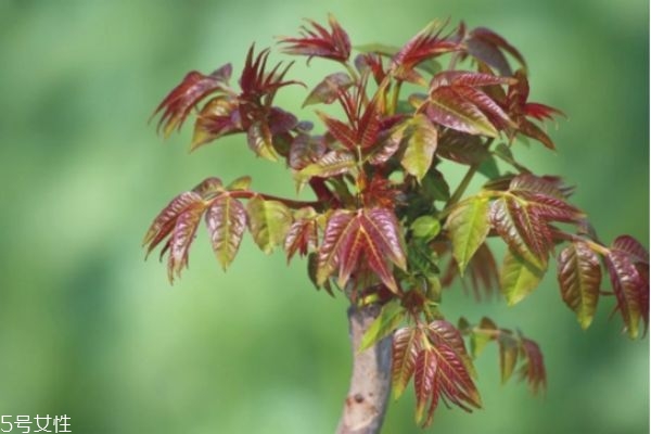 香椿的功效和作用 香椿的營養(yǎng)價(jià)值