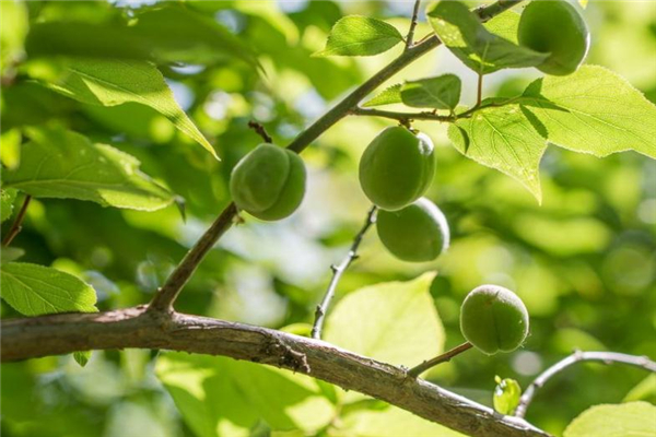 青梅可以治便秘嗎 有改善作用 青梅可以治便秘嗎 有改善作用