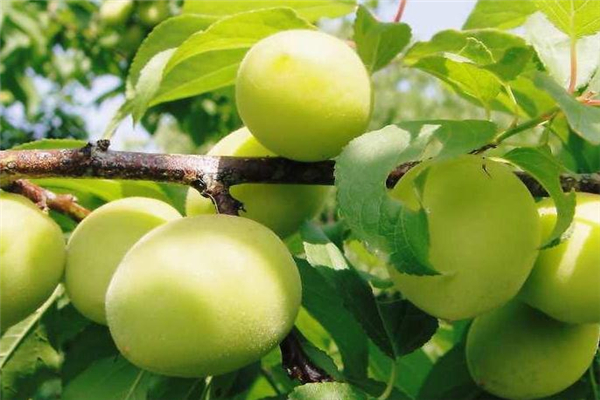 孕婦能吃青梅嗎 不要過量即可 孕婦能吃青梅嗎 不要過量即可