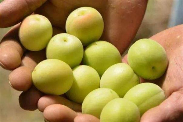 孕婦能吃青梅嗎 不要過量即可 孕婦能吃青梅嗎 不要過量即可