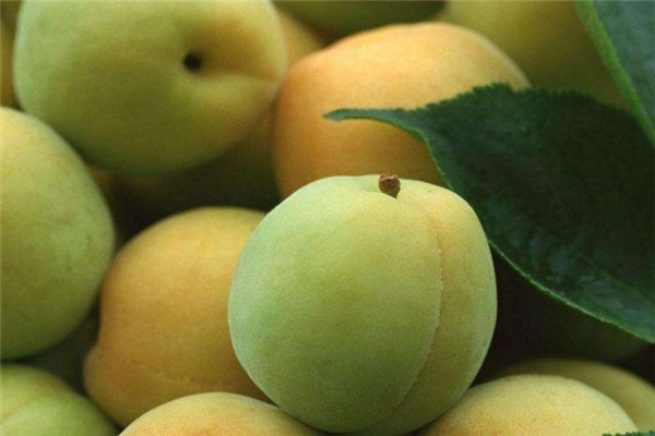 孕婦能吃青梅嗎 不要過量即可 孕婦能吃青梅嗎 不要過量即可