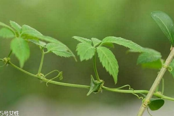 絞股藍(lán)泡水喝能減肥嗎 絞股藍(lán)茶泡水喝的功效作用 絞股藍(lán)泡水喝能減肥嗎 絞股藍(lán)茶泡水喝的功效作用