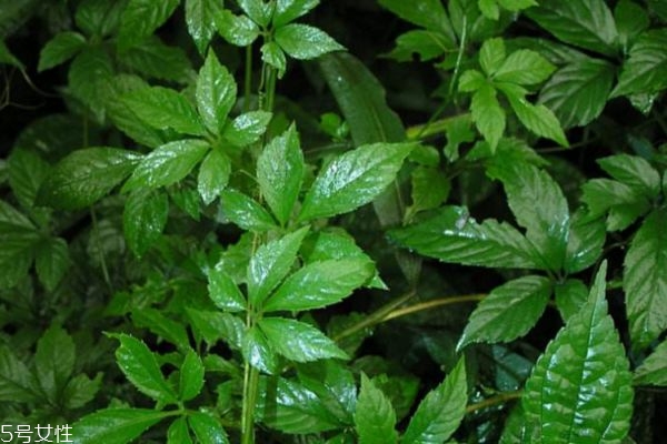 絞股藍(lán)降壓嗎 絞股藍(lán)多久能降血壓 絞股藍(lán)降壓嗎 絞股藍(lán)多久能降血壓