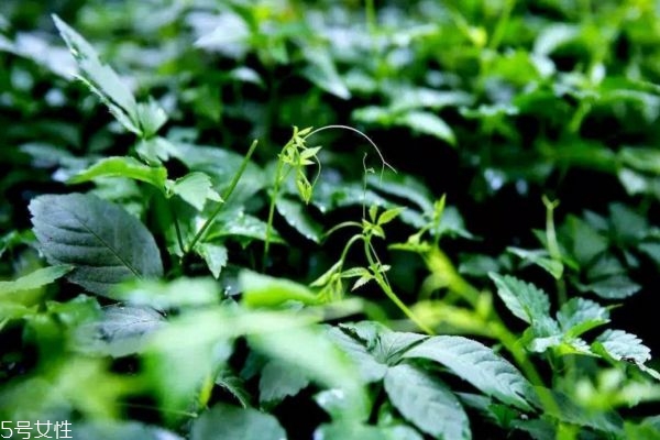 絞股藍(lán)茶可以天天喝嗎 長(zhǎng)期喝的好處與危害 絞股藍(lán)茶可以天天喝嗎 長(zhǎng)期喝的好處與危害