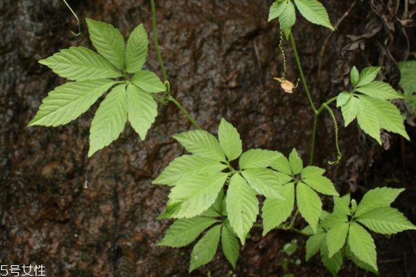 絞股藍(lán)減肥效果好嗎 有效幫助脂肪代謝