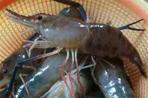 大頭蝦可以冷凍嗎 大頭蝦保存方法 大頭蝦可以冷凍嗎 大頭蝦保存方法