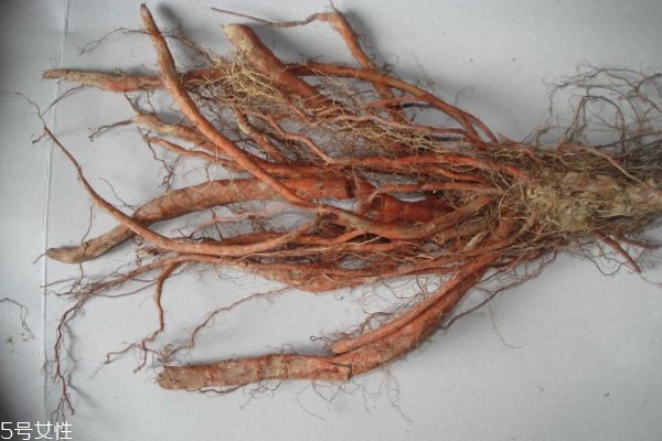 丹參泡水可長期喝嗎 丹參泡水喝一天喝多少 丹參泡水可長期喝嗎 丹參泡水喝一天喝多少