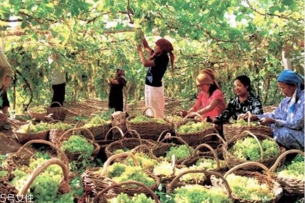 新疆葡萄干價格多少錢一斤 新疆葡萄干黑加侖 新疆葡萄干價格多少錢一斤 新疆葡萄干黑加侖