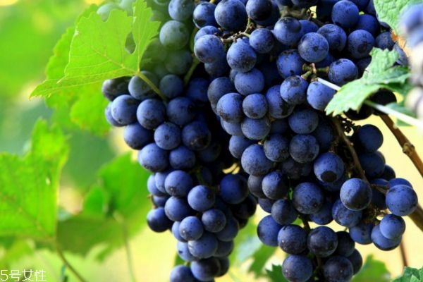 孕婦能吃葡萄嗎 孕婦吃葡萄好處多 孕婦能吃葡萄嗎 孕婦吃葡萄好處多