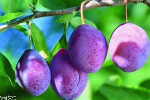 西梅和烏梅的區(qū)別 有這些區(qū)別 西梅和烏梅的區(qū)別 有這些區(qū)別